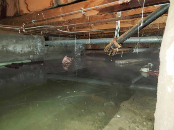 Best Water damage contractors near me  in Morton, IL